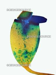 Attēlu rezultāti vaicājumam “sporophyte”