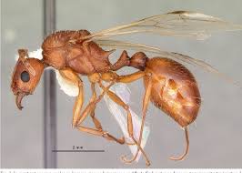 Attēlu rezultāti vaicājumam “Formicidae”