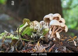 Attēlu rezultāti vaicājumam “Collybia acervata”