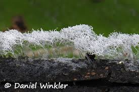 Attēlu rezultāti vaicājumam “Ceratiomyxa fruticulosa”