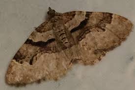 Attēlu rezultāti vaicājumam “Xanthorhoe designata”