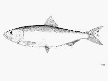 Image result for Alosa alosa