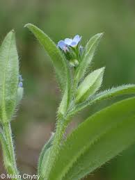 Attēlu rezultāti vaicājumam “Myosotis sparsiflora flower”