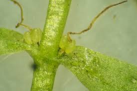 Attēlu rezultāti vaicājumam “Callitriche cophocarpa”