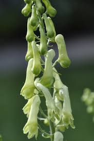 Attēlu rezultāti vaicājumam “Aconitum napellus leaf”