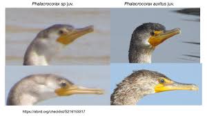 Image result for Phalacrocorax auritus