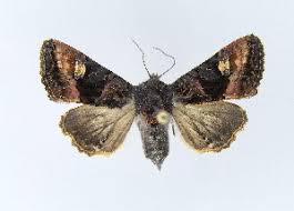 Attēlu rezultāti vaicājumam “Euplexia lucipara”