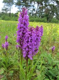 Attēlu rezultāti vaicājumam “Dactylorhiza majalis subsp. baltica flower”