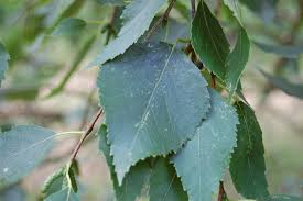 Attēlu rezultāti vaicājumam “Betula papyrifera leaf”