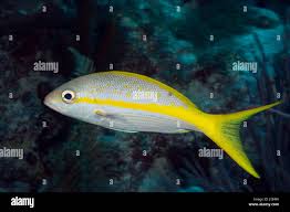 Image result for Ocyurus chrysurus