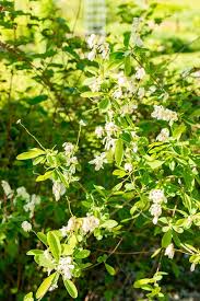 Attēlu rezultāti vaicājumam “Exochorda giraldii var. wilsonii”