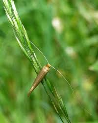 Attēlu rezultāti vaicājumam “Nematopogon sp.”