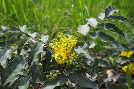 Attēlu rezultāti vaicājumam “Berberidaceae”