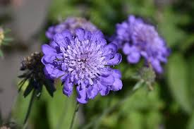 Image result for Scabiosa columbaria