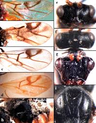 Attēlu rezultāti vaicājumam “Diplolepis eglanteriae”