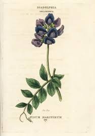 Attēlu rezultāti vaicājumam “Lathyrus japonicus subsp. maritimus flower”