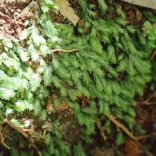 Attēlu rezultāti vaicājumam “Fissidens osmundoides”