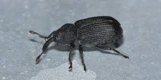 Attēlu rezultāti vaicājumam “Magdalis sp.”