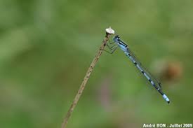 Attēlu rezultāti vaicājumam “Enallagma cyathigerum male”