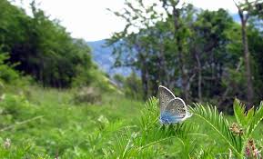 Attēlu rezultāti vaicājumam “Agrodiaetus amandus”