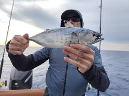 Image result for Sarda sarda