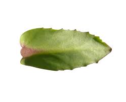 Attēlu rezultāti vaicājumam “Hylotelephium telephium leaf”