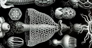 Attēlu rezultāti vaicājumam “Craterium minutum spores”