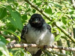Attēlu rezultāti vaicājumam “Corvus cornix juvenile”