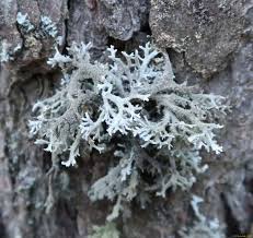 Attēlu rezultāti vaicājumam “Pseudevernia furfuracea”