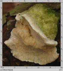 Attēlu rezultāti vaicājumam “Diplomitoporus flavescens”