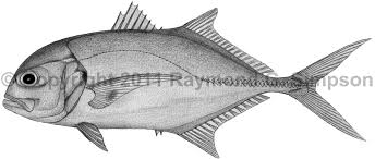 Image result for Caranx hippos