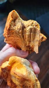 Attēlu rezultāti vaicājumam “Hapalopilus croceus”