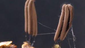 Attēlu rezultāti vaicājumam “Stemonitis marjana macro”