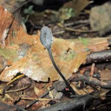 Attēlu rezultāti vaicājumam “Geoglossum sp.”