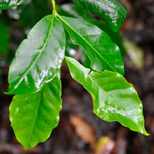 Attēlu rezultāti vaicājumam “Rubiaceae”