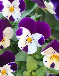Image result for Viola cornuta