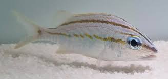 Image result for Haemulon flavolineatum