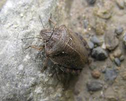 Attēlu rezultāti vaicājumam “Eurygaster testudinaria”