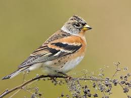 Attēlu rezultāti vaicājumam “Fringilla montifringilla”