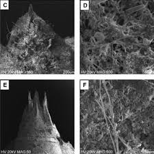 Attēlu rezultāti vaicājumam “Libellula quadrimaculata exuvia”