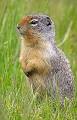 Gopher (animal) - Wikipedia, the free encyclopedia