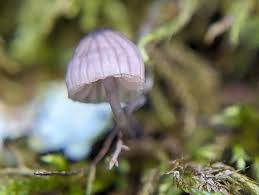 Attēlu rezultāti vaicājumam “Mycena pseudocorticola”