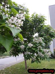 Attēlu rezultāti vaicājumam “Catalpa ovata”