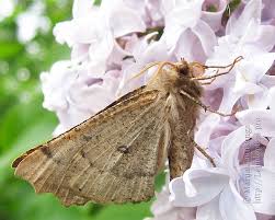 Attēlu rezultāti vaicājumam “Odontopera bidentata”