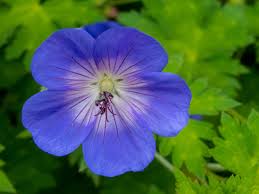 Image result for Storchschnäbel