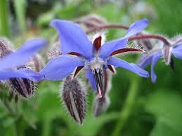 Attēlu rezultāti vaicājumam “Borago officinalis flower”