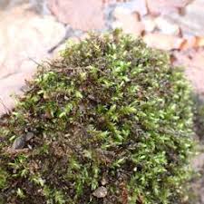 Attēlu rezultāti vaicājumam “Platyhypnidium riparioides”