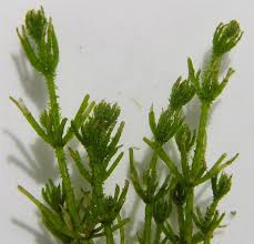 Attēlu rezultāti vaicājumam “Chara intermedia”