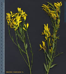 Image result for Genista tinctoria