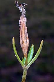 Attēlu rezultāti vaicājumam “Centaurium littorale”